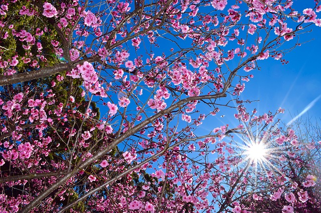cherry-blossom_Sunshine