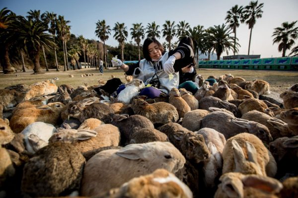 TAKEHARA, JAPAN - FEBRUARY 24: Two tourists sit and feed hundreds of rabbits at Okunoshima Island on February 24, 2014 in Takehara, Japan. Okunoshima is a small island located in the Inland Sea of Japan in Hiroshima Prefecture. The Island often called Usagi Jima or "Rabbit Island" is famous for it's rabbit population that has taken over the island and become a tourist attraction with many people coming to the feed the animals and enjoy the islands tourist facilities which include a resort, six hole golf course and camping grounds. During World War II the island was used as a poison gas facility. From 1929 to 1945, the Japanese Army produced five types of poison gas on Okunoshima Island. The island was so secret that local residents were told to keep away and it was removed from area maps. Today ruins of the old forts and chemical factories can be found all across the island. (Photo by Chris McGrath/Getty Images)