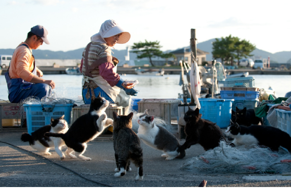 田代島①